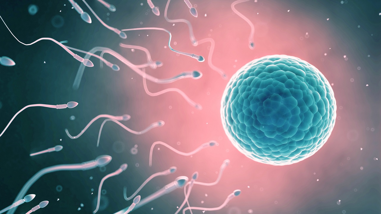 spermiumok megtermékenyítik a petesejtet
