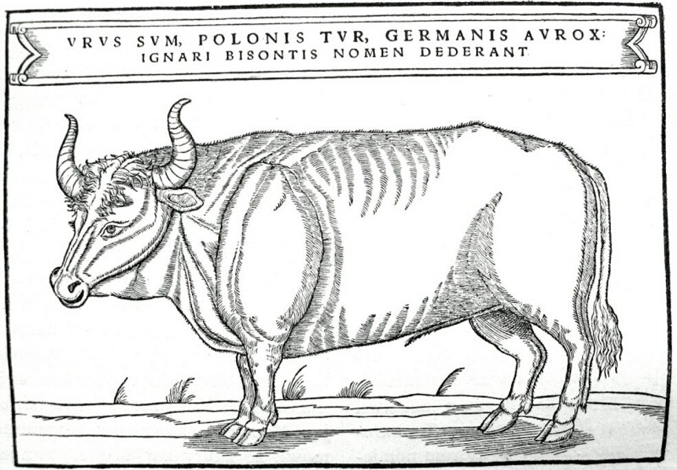 Őstulok egy 16. századi ábrázoláson (forrás: Wikipedia)