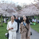 Cseresznyevirágzás a londoni Battersea Parkban