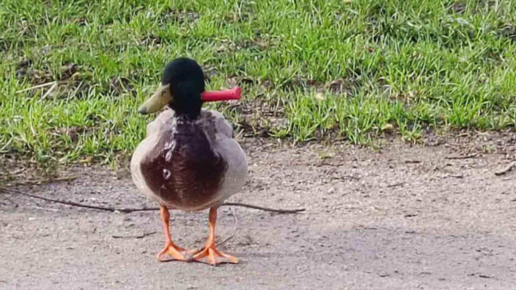 Késsel a nyakában él boldogan a vadkacsa