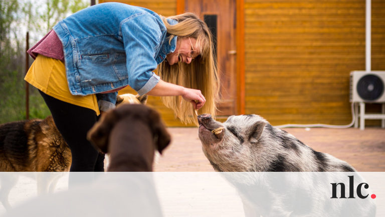 „Malacot tartani életérzés” – Less be egy otthonba, ahol a három kismalac az úr!