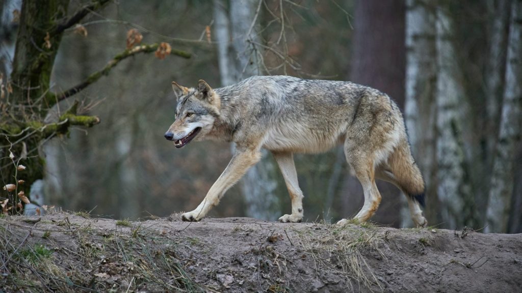 30 évvel ezelőtt is nagy felháborodást váltott ki egy magyarországi farkas kilövése