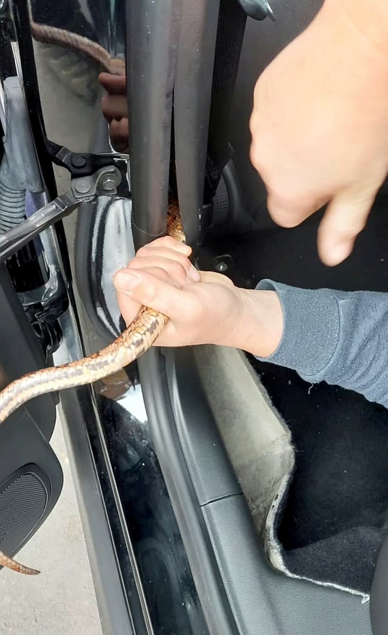 Kígyó az autóban