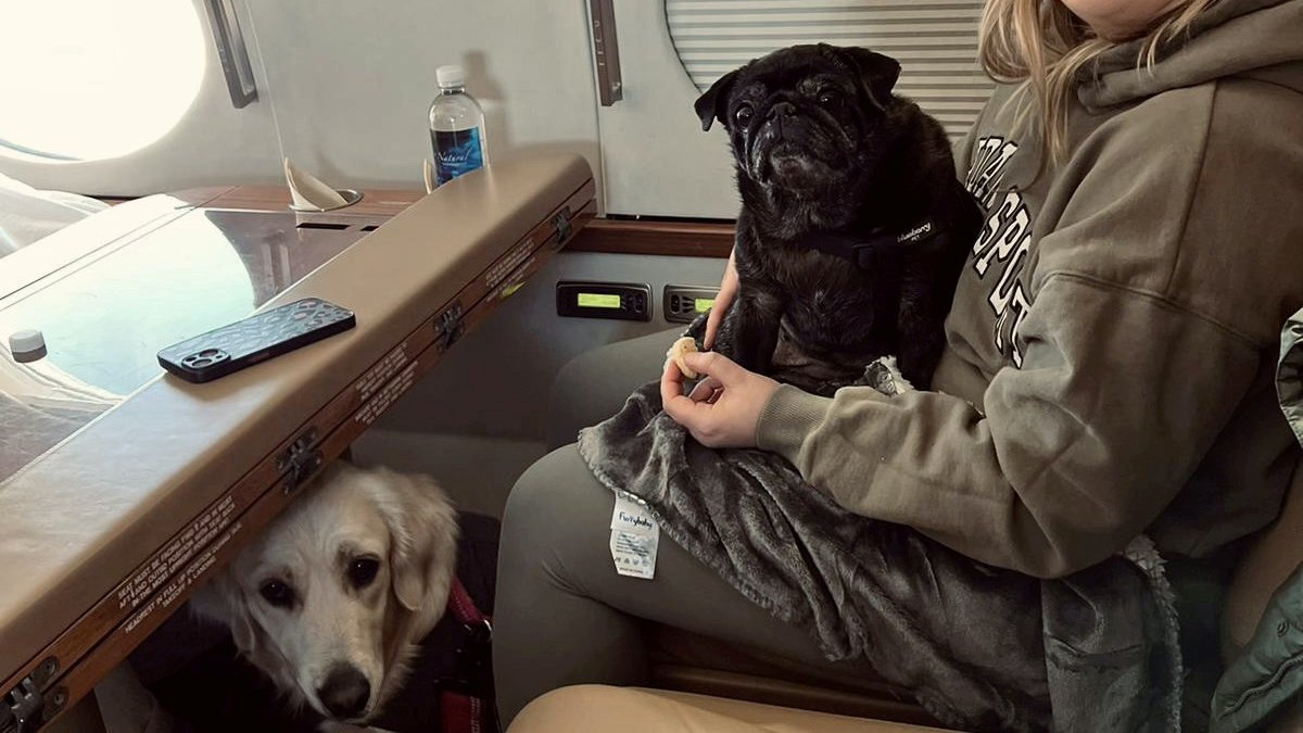 A 31 éves Maddie Young a kutyáival utazik a magánrepülőgépen