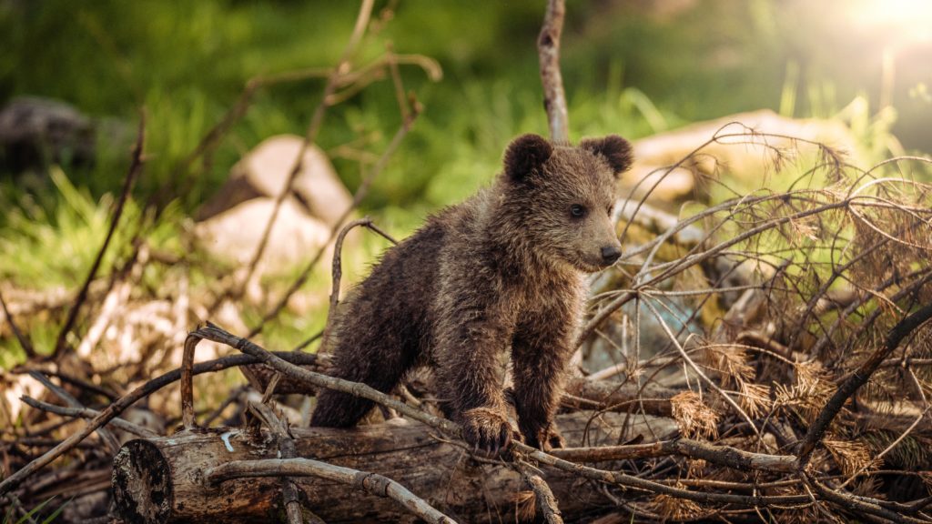 Medvebocsot talált a kertben, megpróbálta gondját viselni