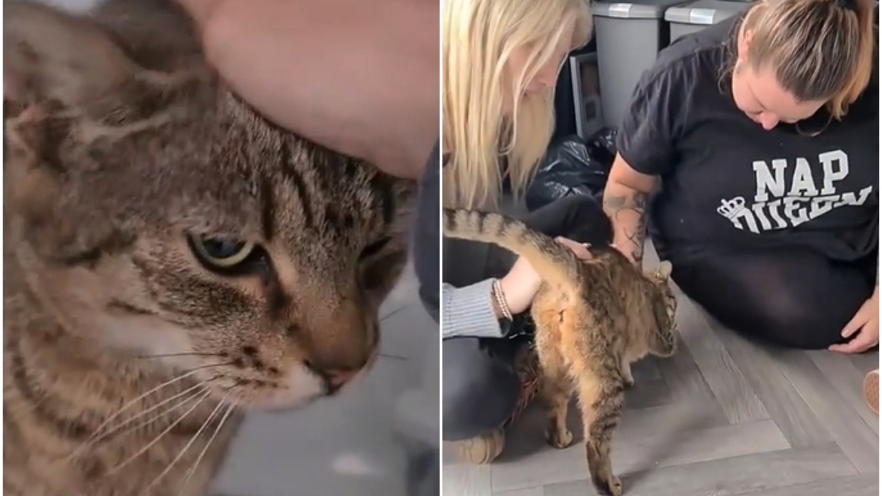 3 év után lett meg az elveszett cica
