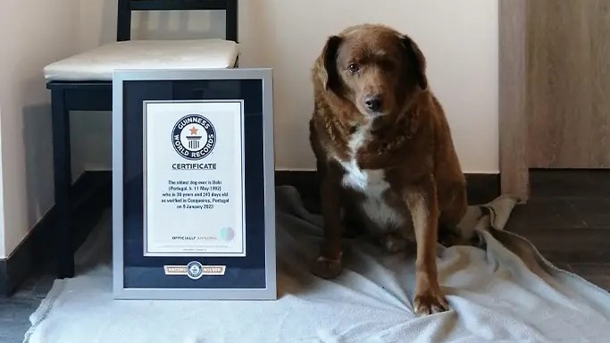 Bobi, a világ legidősebb kutyája