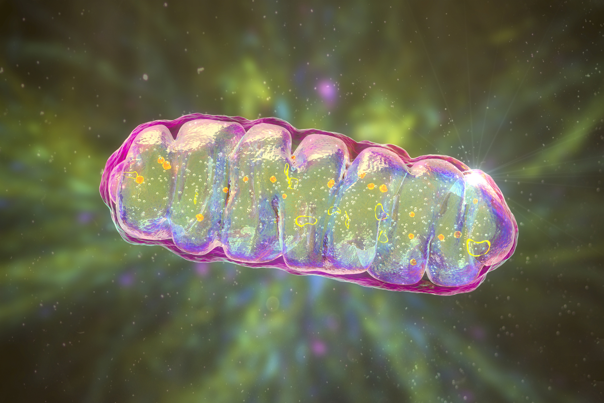 A mitokondrium a sejtek energiaellátásáért felel. Illusztráció: Getty Images