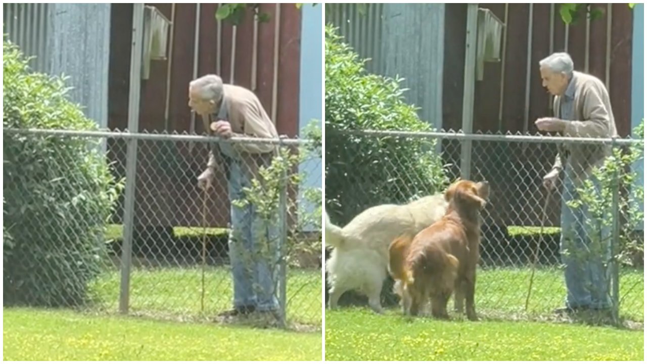 A szomszéd kutyáit eteti a kerítésen át egy idős férfi
