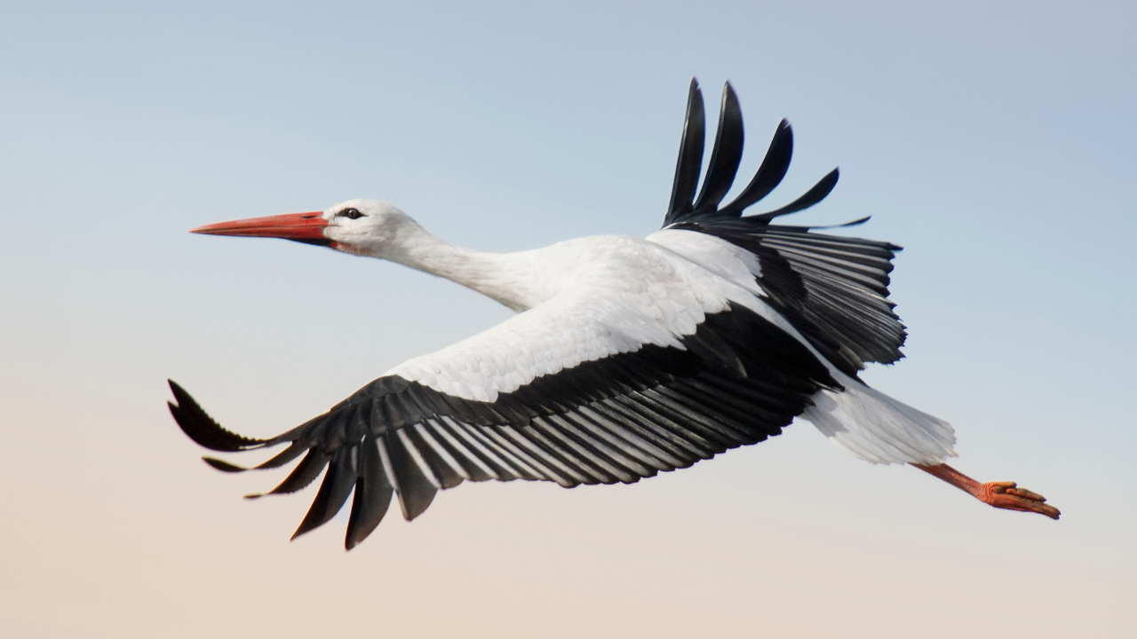Egy fehér gólya repülésének nyomon követése