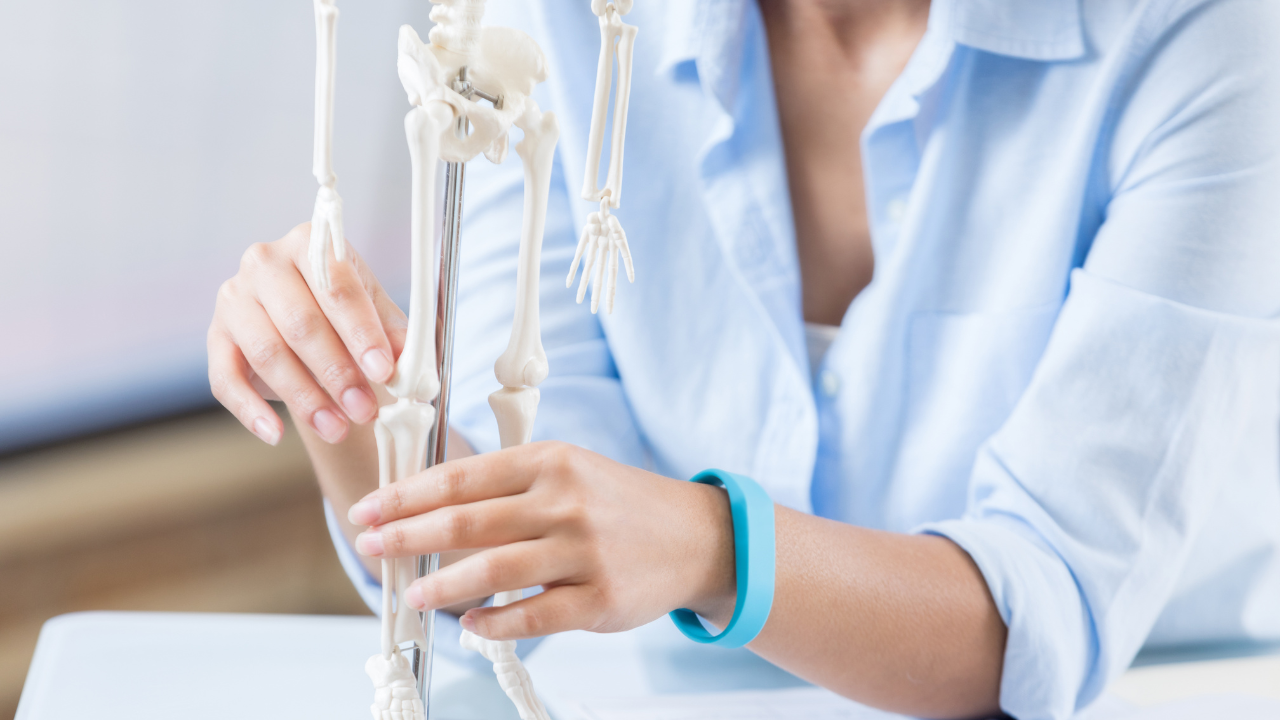 Egészségügyi szakember vizsgálja a csontrendszer modelljét