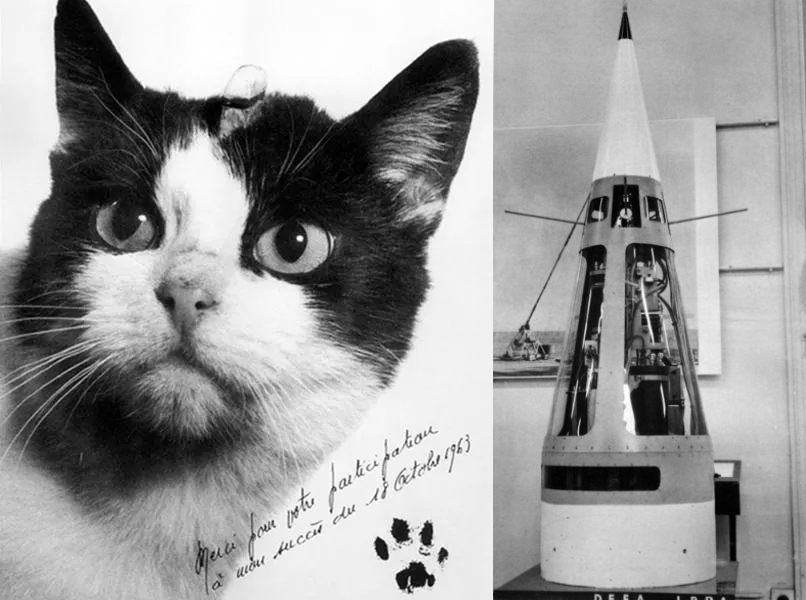 Félicette az űrhajós macska