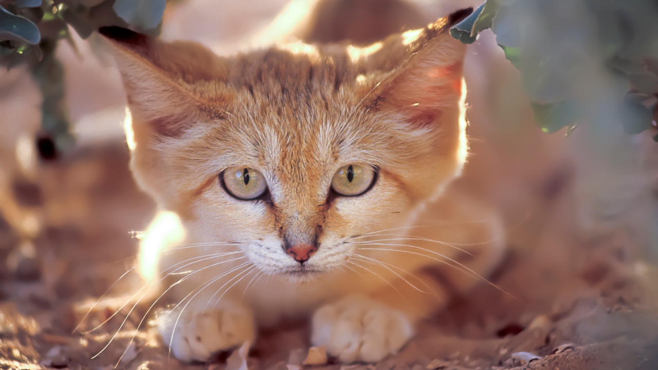 Homoki macska (Forrás: Getty Images)