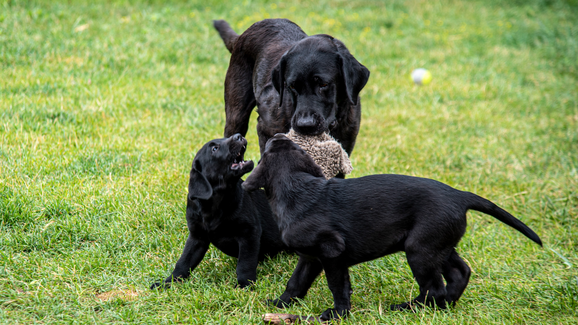 Labrador tenyésszuka két kölykével játszik
