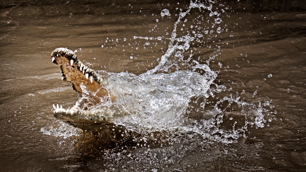 Krokodil a vízben.
