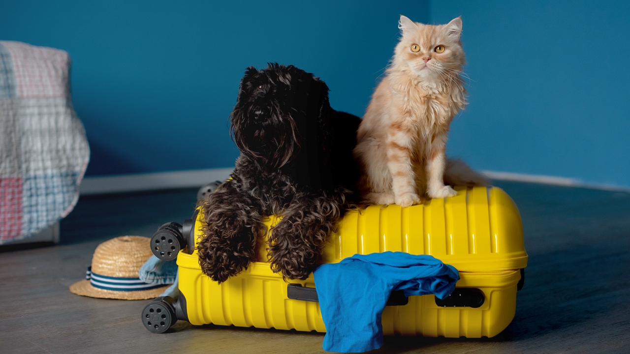 Kutya és macska bőrönddel