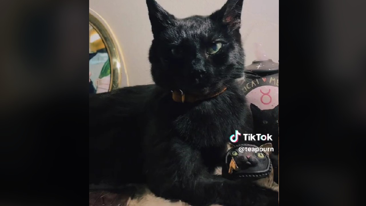 Loki, a macska