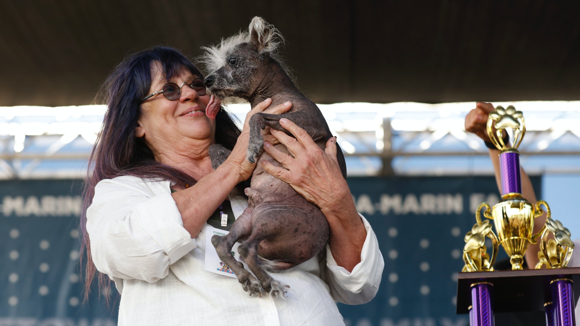Gazdája, Linda Elmquist fogja Scooter névre hallgató 7 éves kínai meztelen kutyáját a kutyacsúnyasági világbajnokság gyõztesét a kaliforniai Petalumában 2023. június 23-án