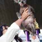 Gazdája, Linda Elmquist mutatja Scooter névre hallgató 7 éves kínai meztelen kutyáját a kutyacsúnyasági világbajnokság gyõztesét a kaliforniai Petalumában 2023. június 23-án