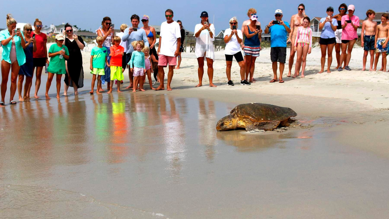 A teknős a parton kezdte el lerakni a tojásait