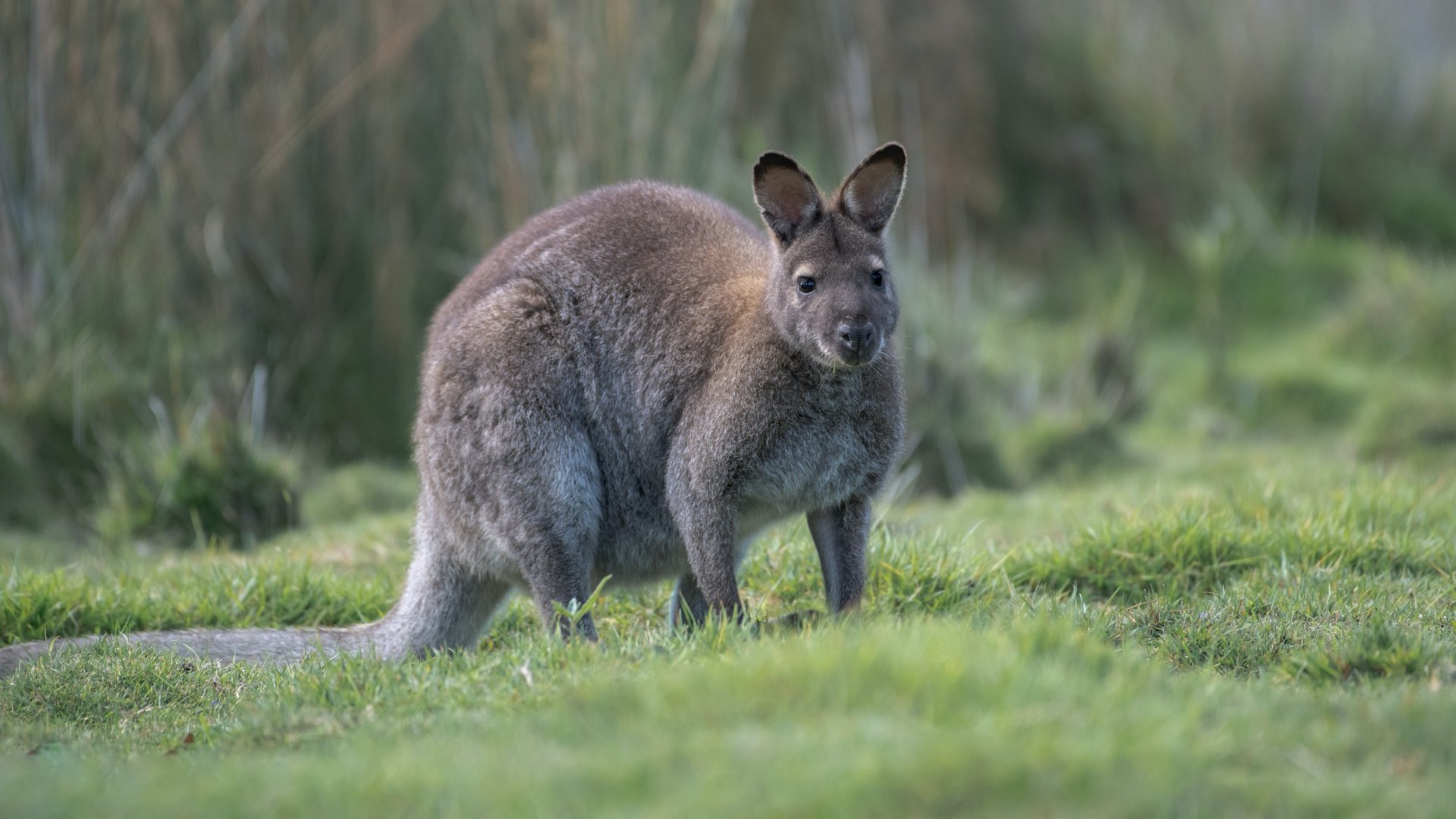 Egy Bennett-kenguru