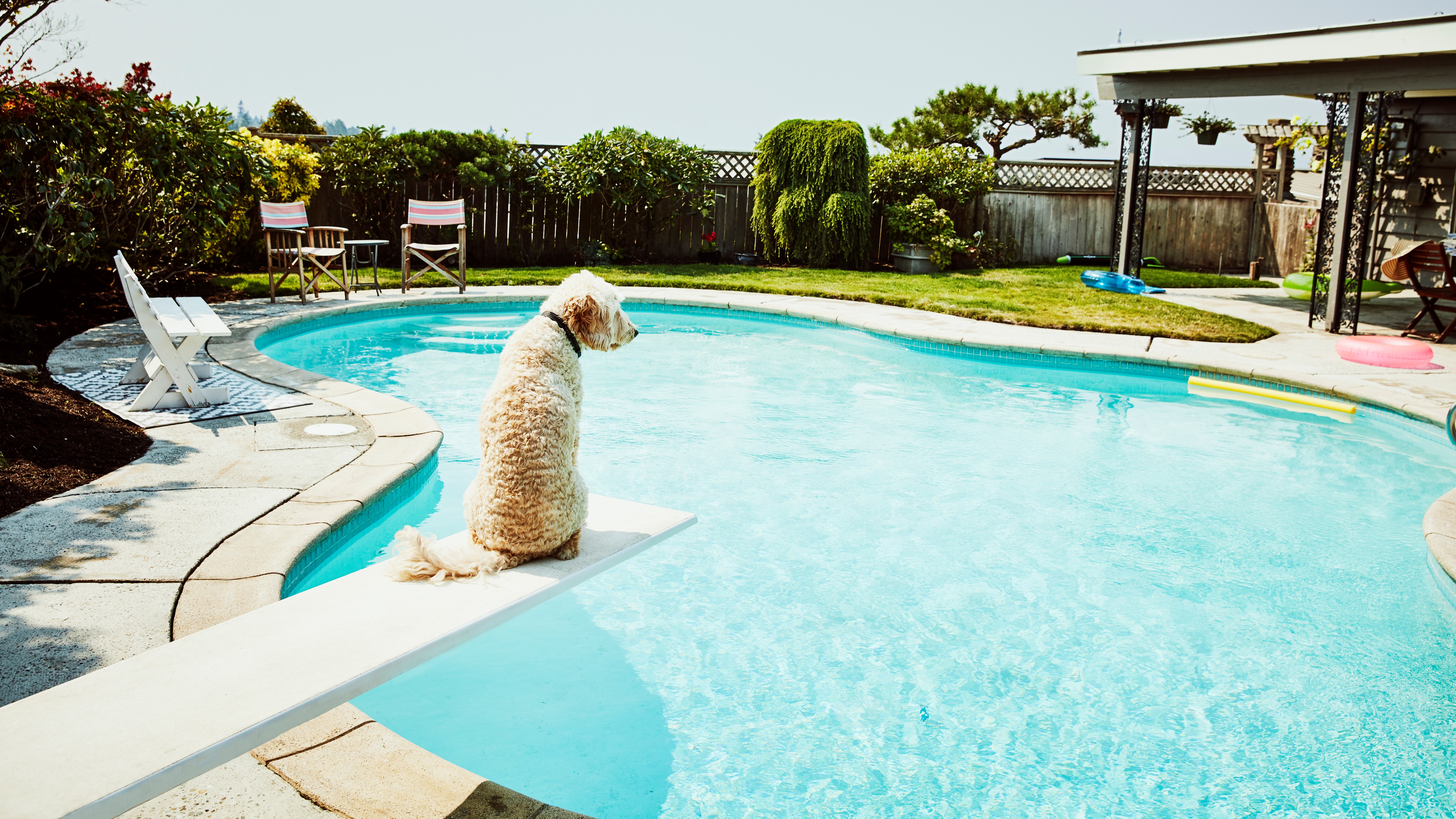 Kutya ül egy medence szélén