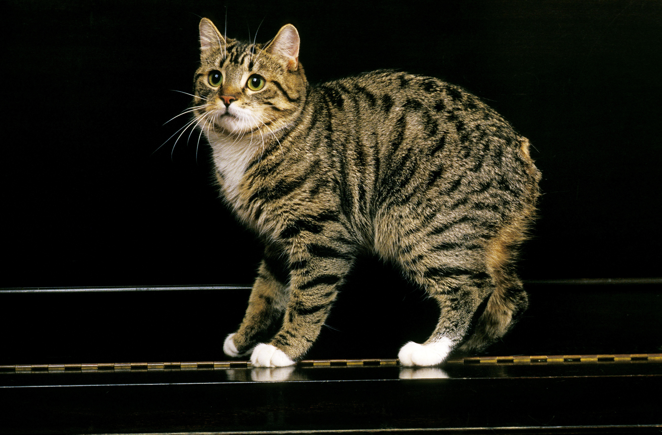 Man-szigeti macska