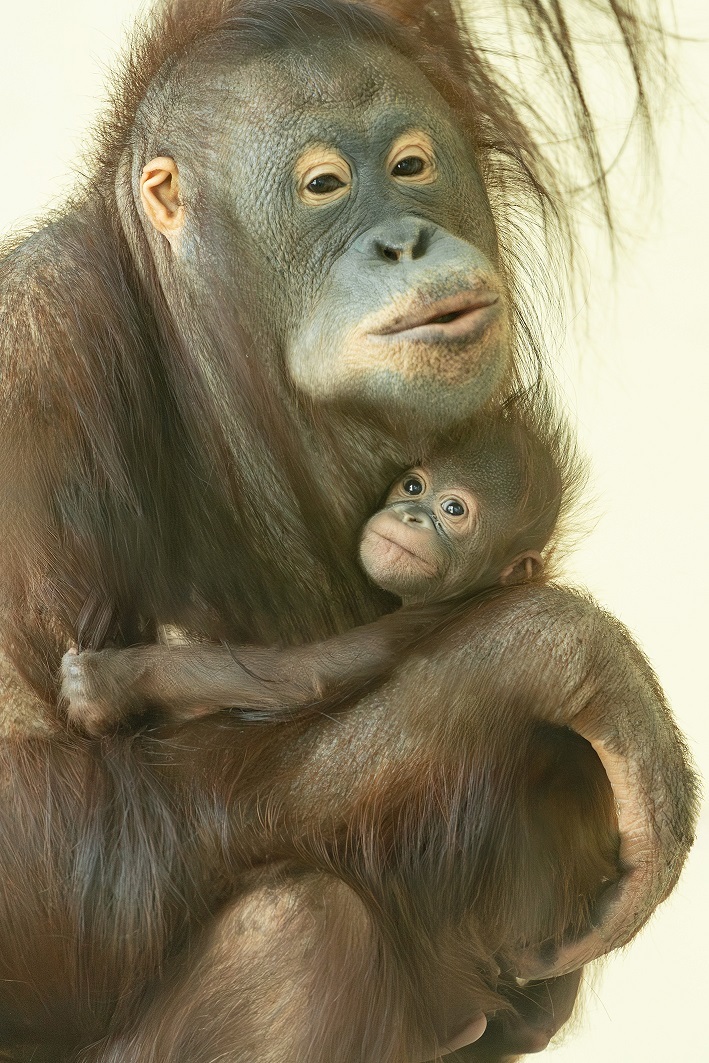 A most született orángutánkölyök már nem kapott nevet a Schönbrunni Állatkertben