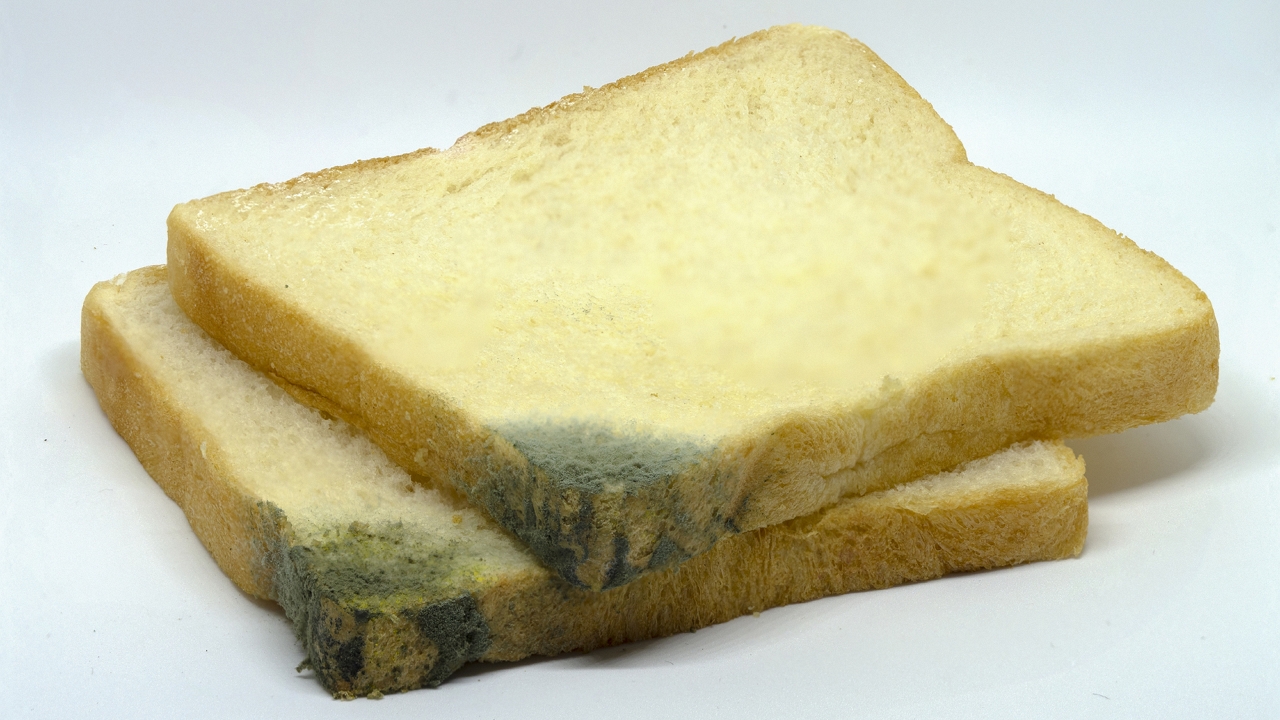 penészes kenyér