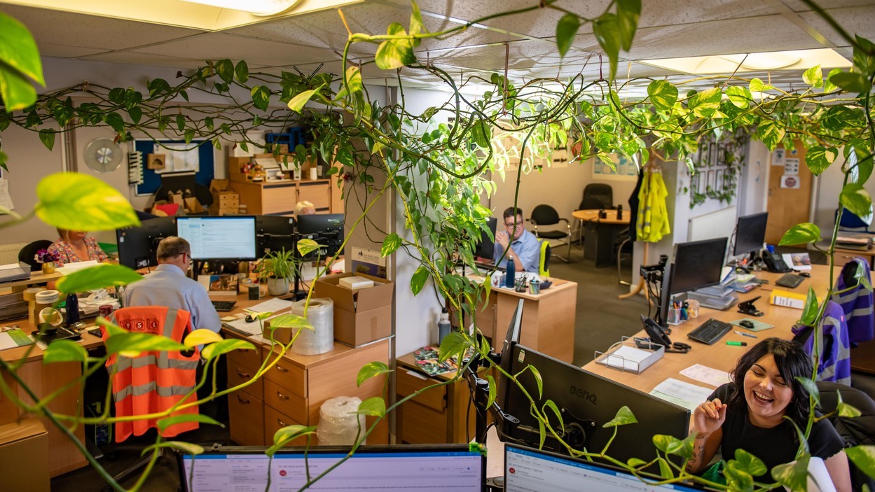 Egy egész irodát benőtt egy növény