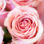 Pink rózsa