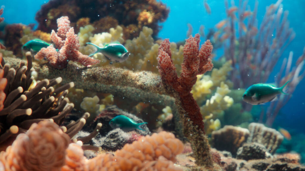 Macskaeledel jelenti a reményt a koralloknak
