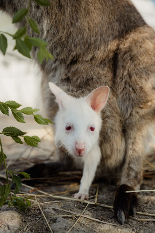 albínó kenguru,