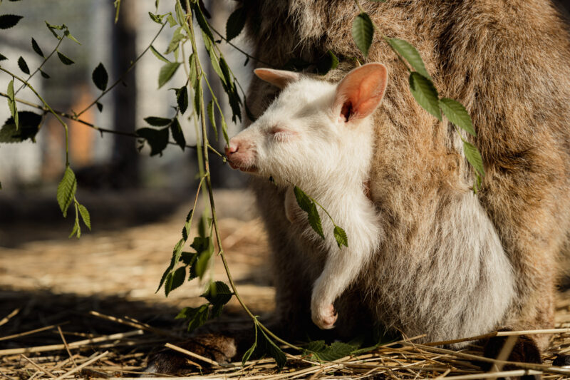 albínó kenguru,