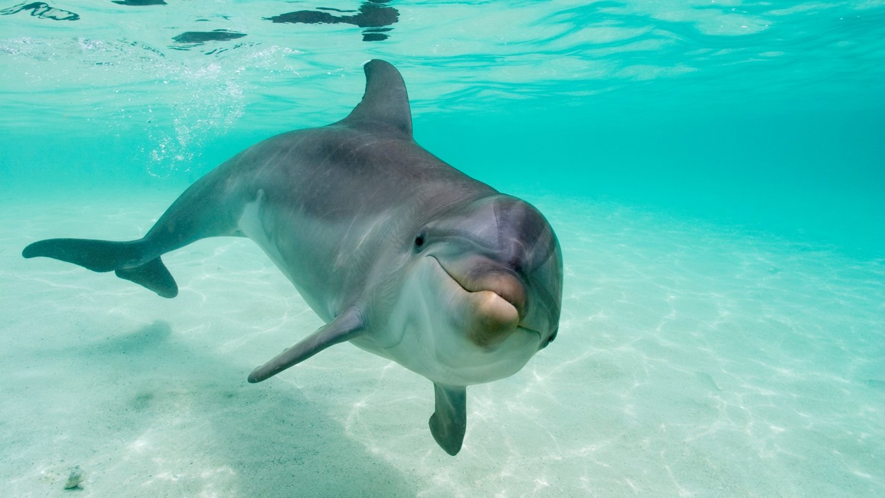Delfin Horvátország