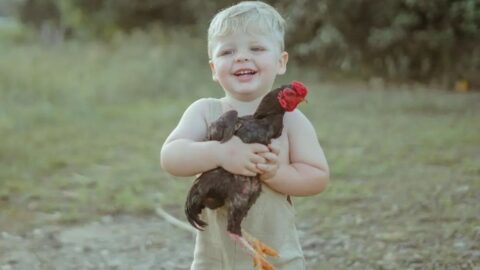 Fokozhatatlan cukiság: egész állatsereglettel traktorozik a farmer kisfia