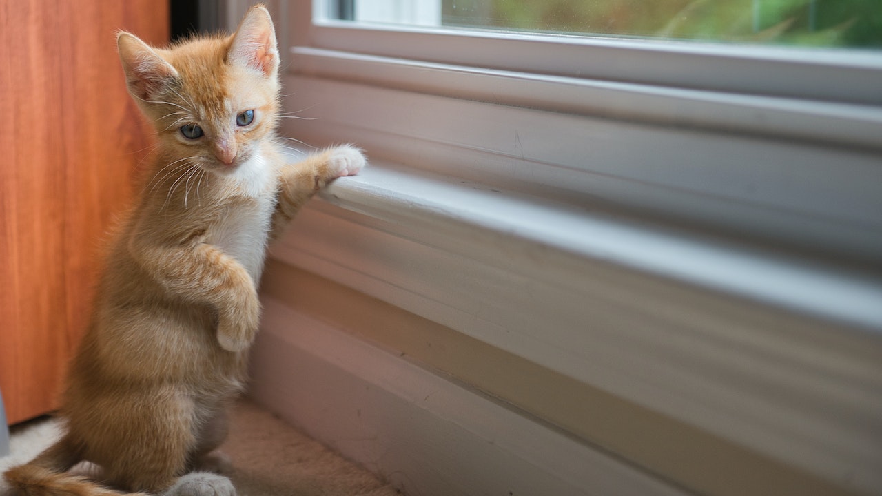 macska az ablaknál