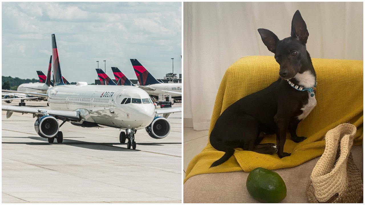 A montázson a Delta Airlines gépei a repülőtéren és egy kutya