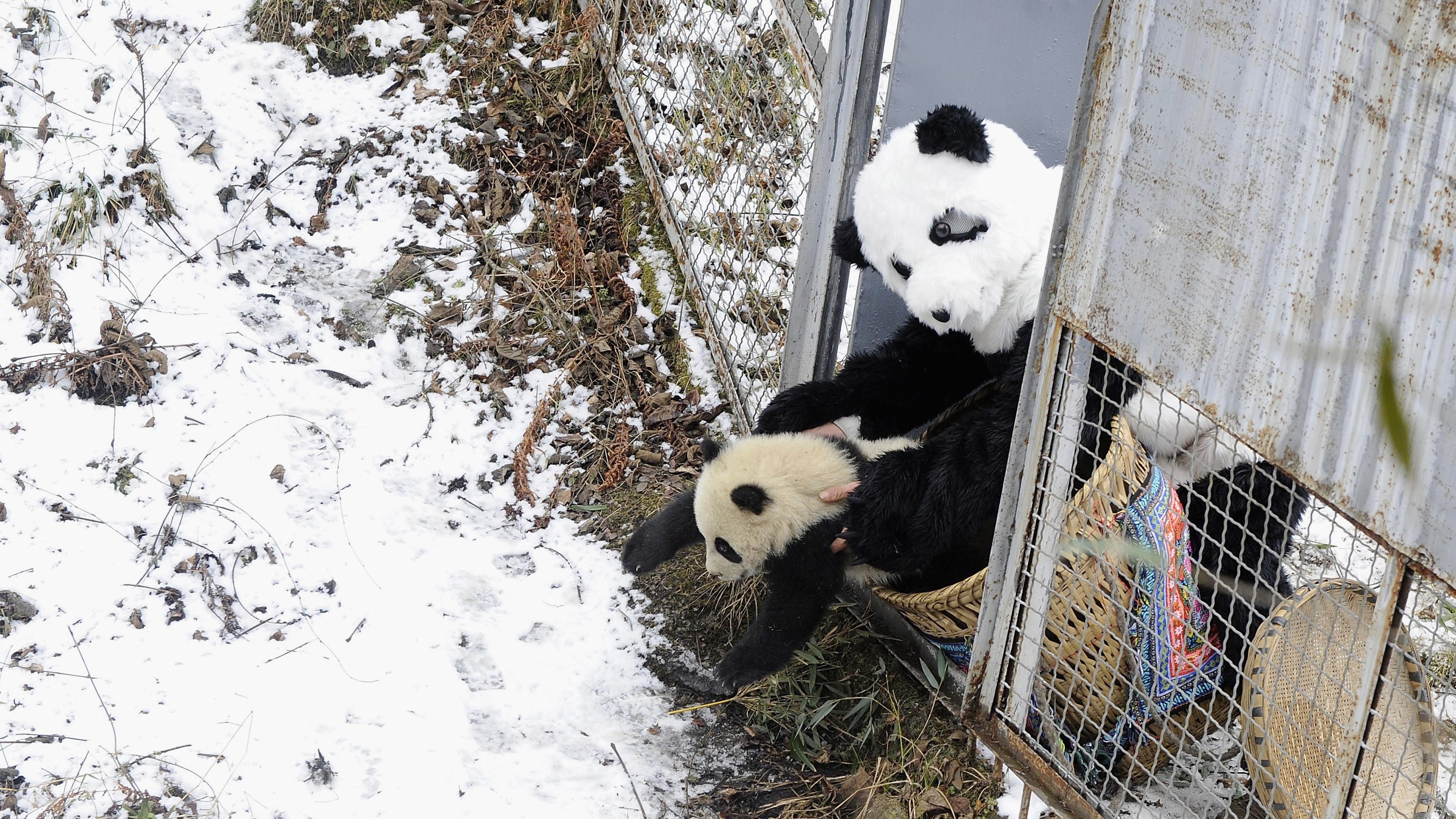 Egy gondozó szabadon enged egy pandabocsot a Wolong Természetvédelmi Területen