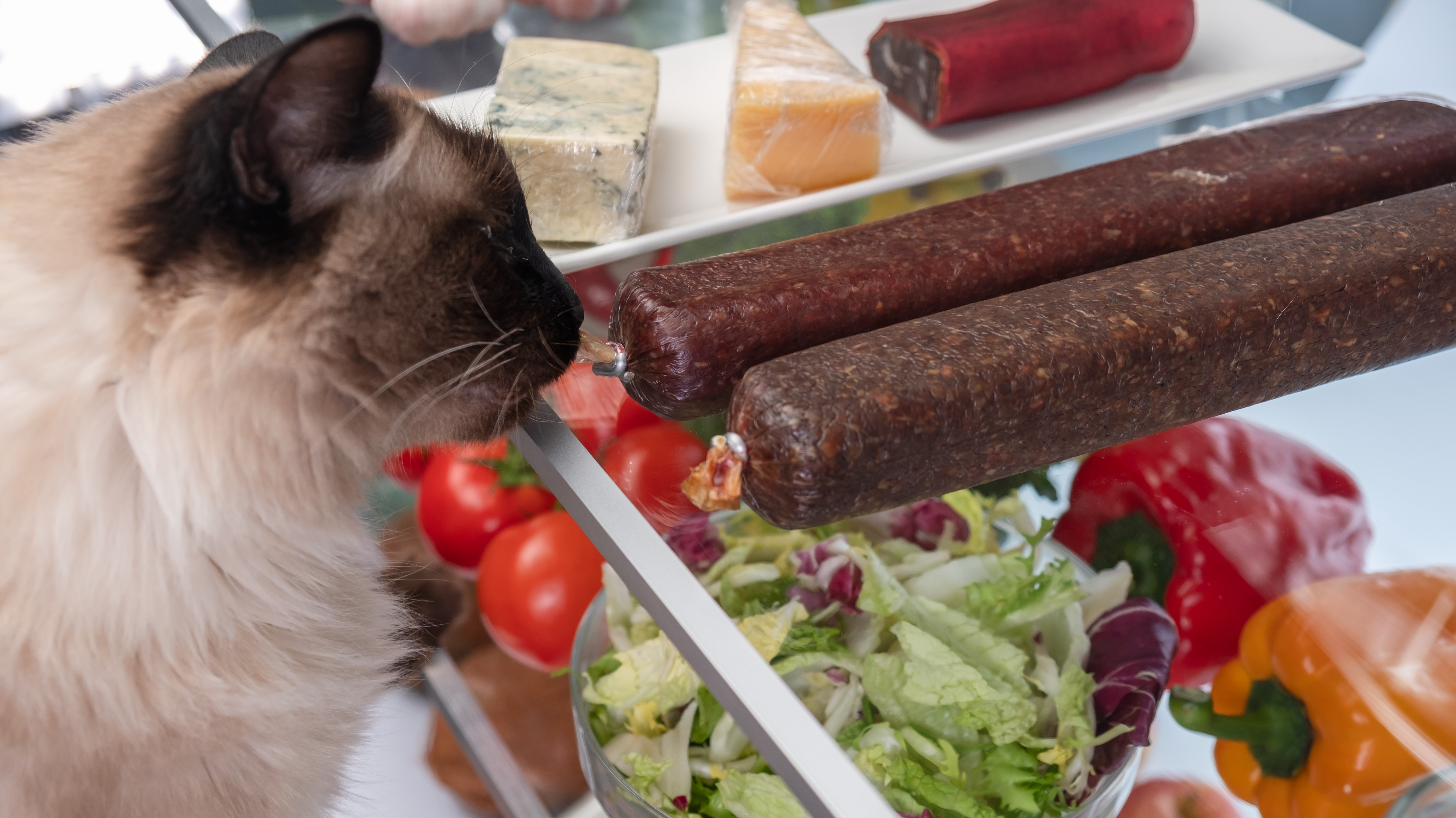 Egy macska kolbász szagol a hűtőben