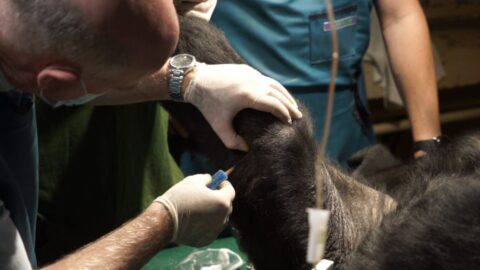 Világszenzáció Budapesten: sikeres őssejtterápián van túl az Állatkert gorillája