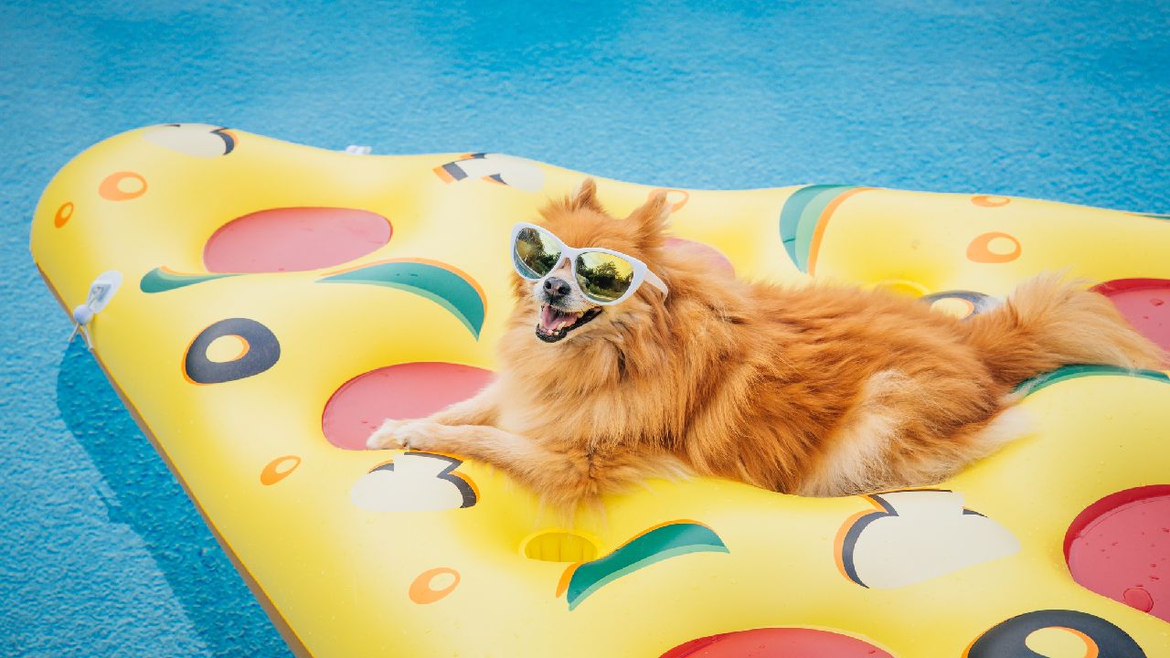 Kutya napszemüvegben pizzás matracon hever