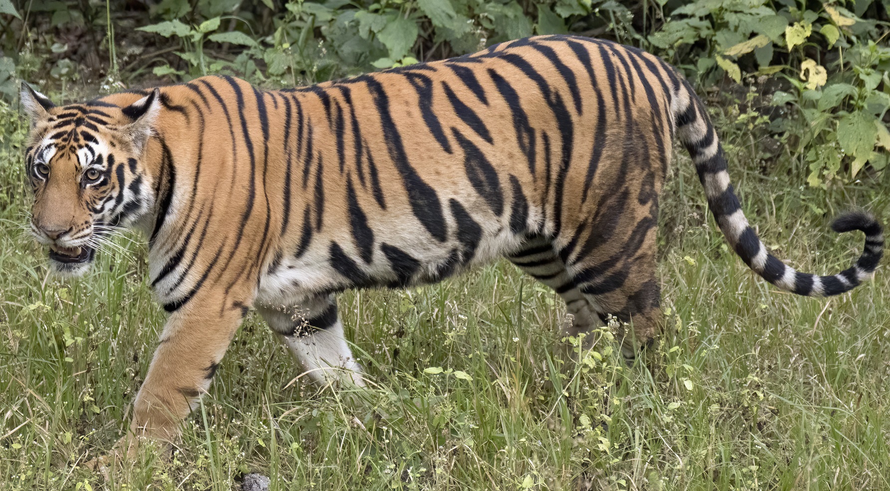 Egy bengáli tigris (fotó: Wikipedia)