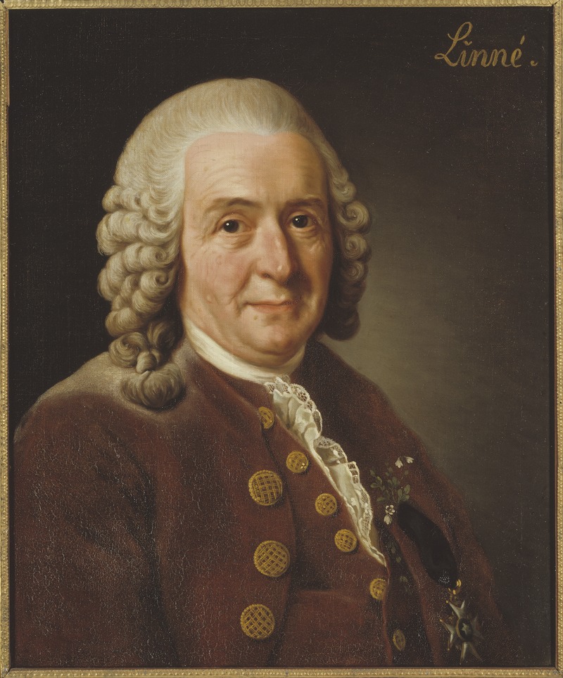 Carl Linné portréja (forrás: Wikipedia)