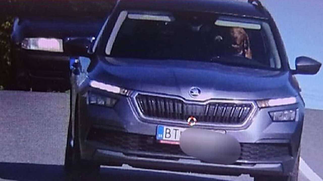 A sebességmérő kamera felvételén egy vizsla látható a Skoda volánja mögött