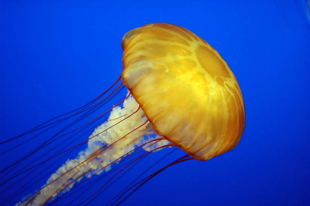 Egy pszichedelikus medúza (fotó: Wikipedia)