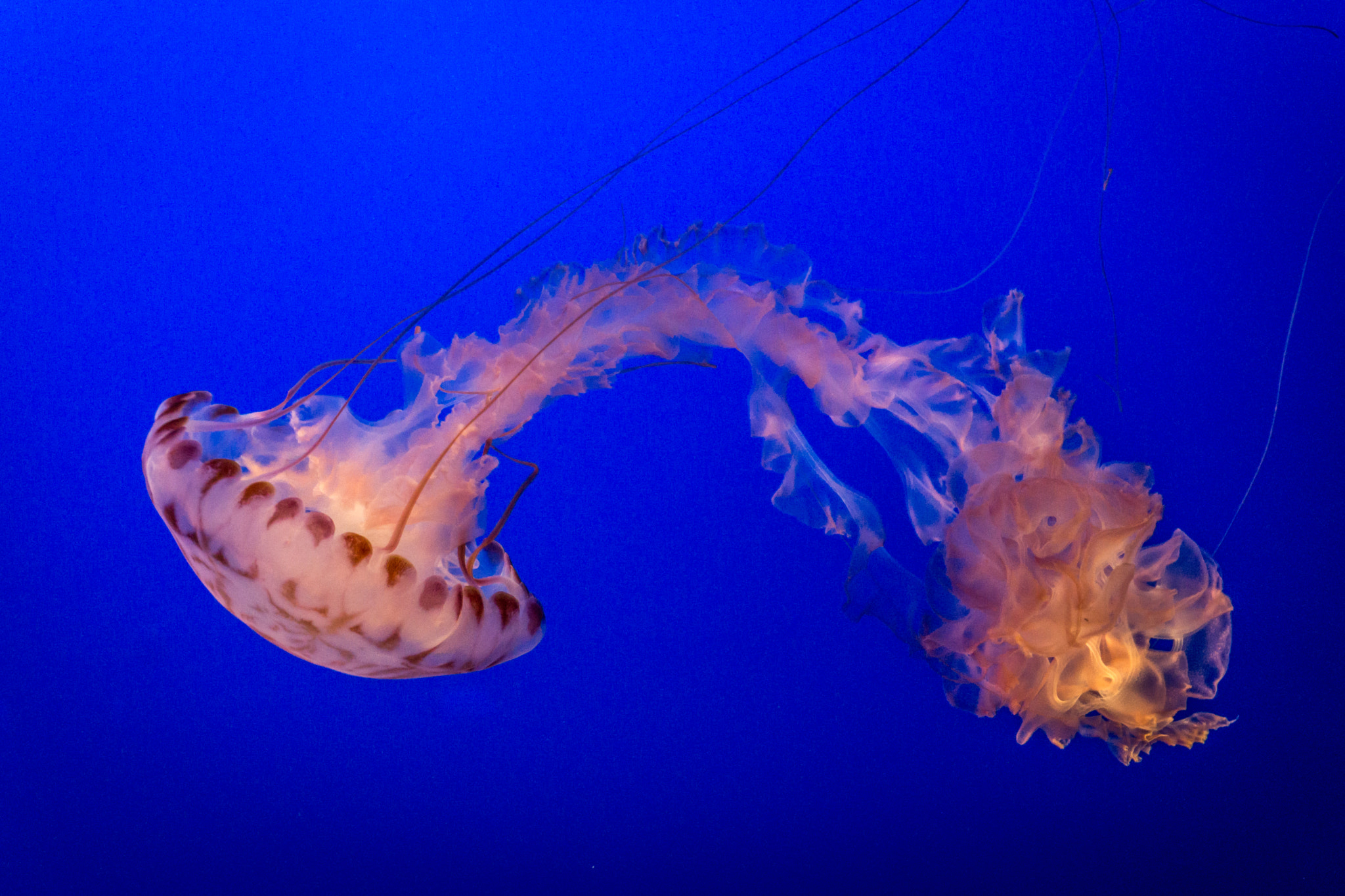 Egy másik pszichedelikus medúza (fotó: Wikipedia)