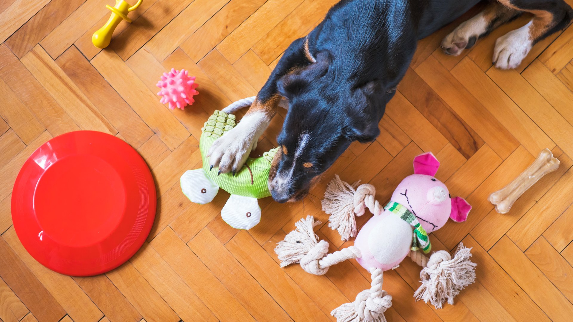 Padlón játékokkal körülvett kutya.