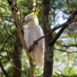 Egy kakadu az erdőben