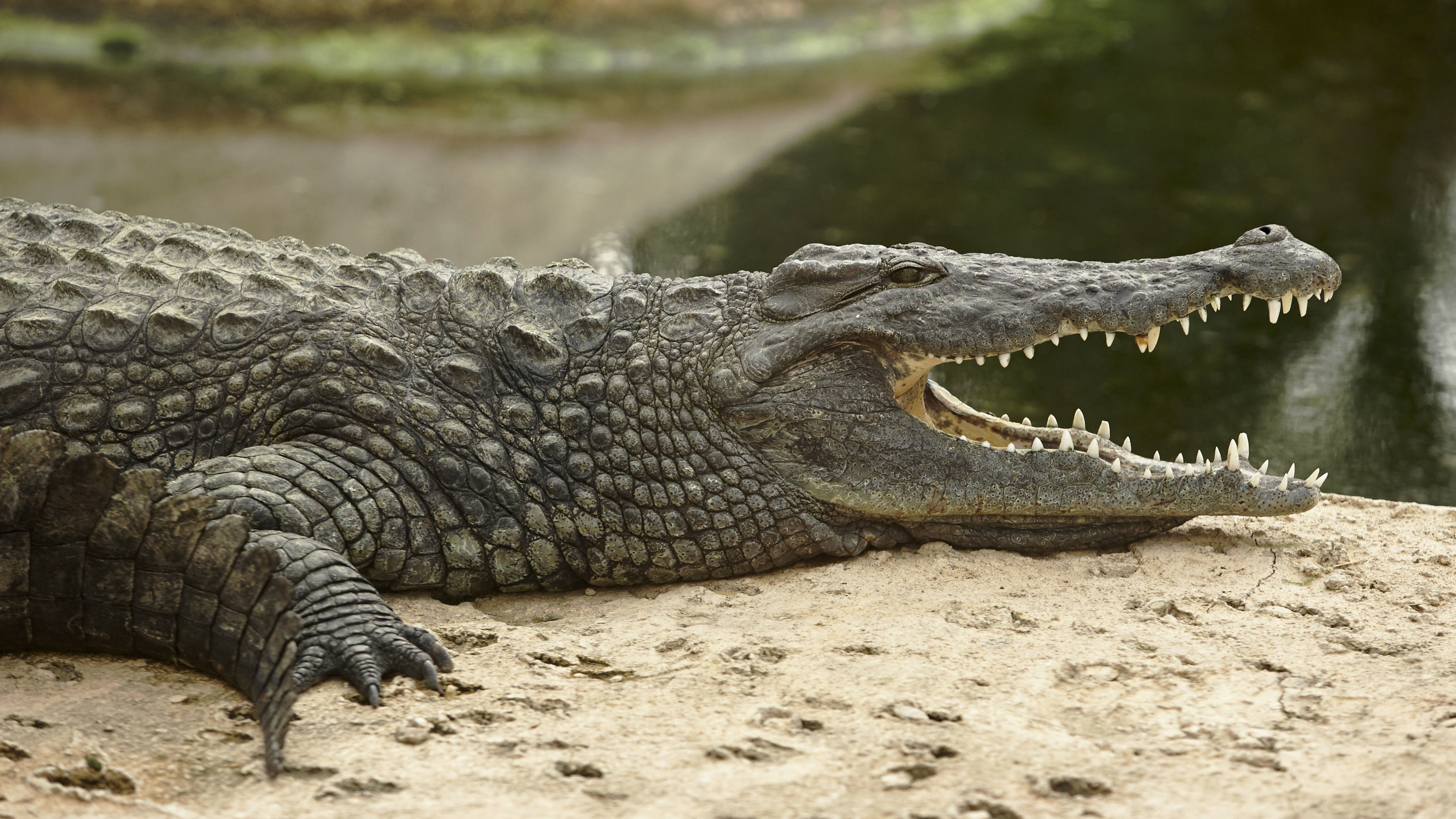 Bordás krokodil (Crocodylus porosus)